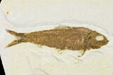 Detailed Fossil Fish (Knightia) - Wyoming #155461-1